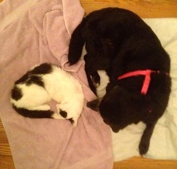 a white cat is napping with a large black dog